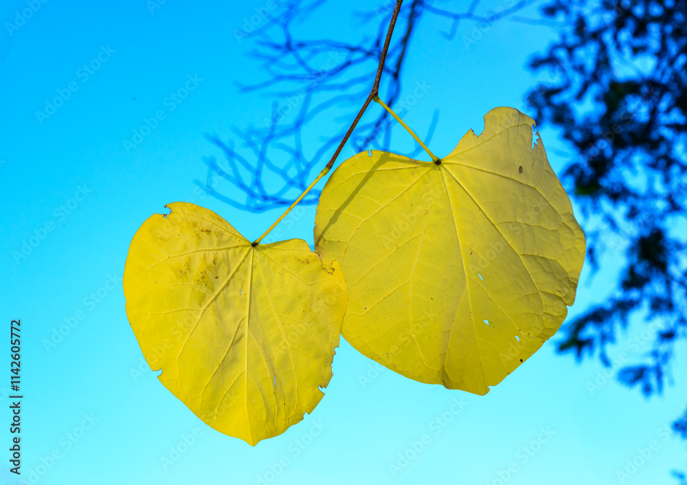 Obraz premium Cercis canadensis - tree branch in autumn with beautiful yellow leaves