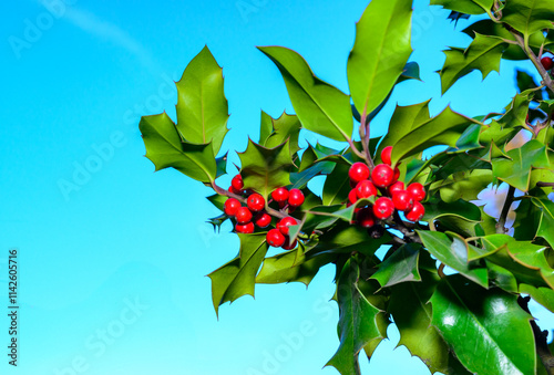 Holly Ilex aquifolium - berries with seeds on a branch with green leaves against a blue sky photo