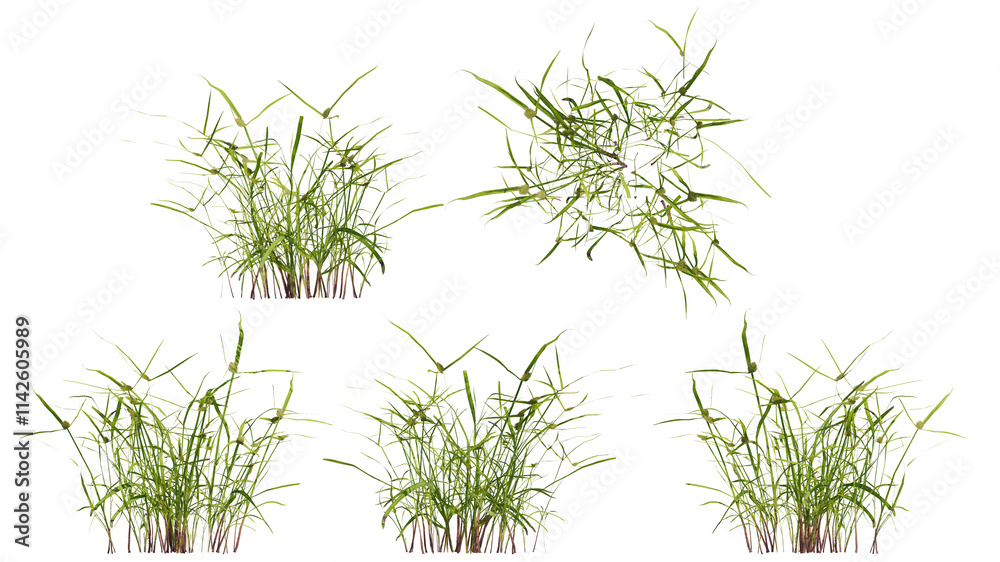 Obraz premium ray grass isolated on transparant background. 3d illustration