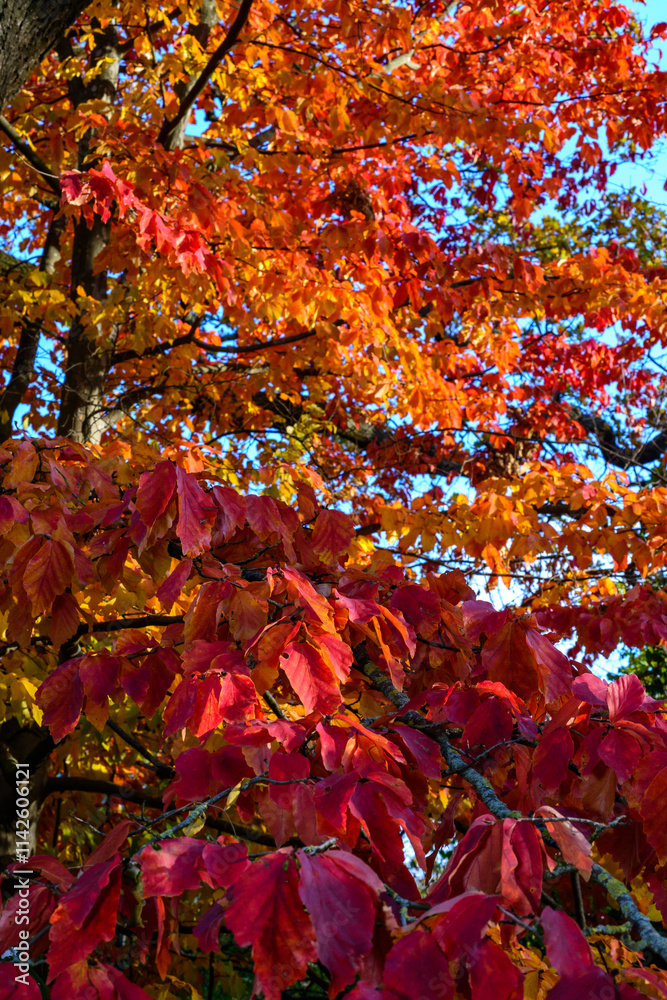 Parrotia persica - tree branch in autumn with beautiful red-yellow leaves Parrotia persica - tree branch in autumn with beautiful red-yellow leaves