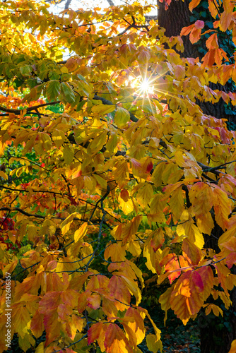 Parrotia persica - tree branch in autumn with beautiful red-yellow leaves photo