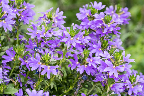 Beautiful fairy fan flowers.