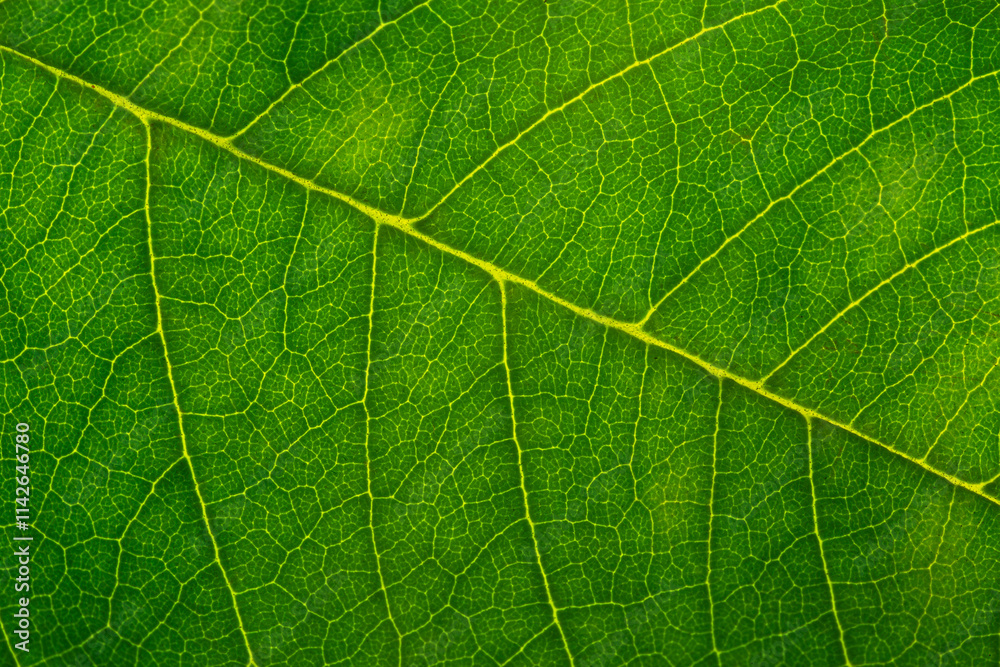 Close-up green macro leaf texture,Green leaf background close up view. Nature foliage abstract of leave texture for showing concept of green business Close-up green macro leaf texture,Green leaf background close up view. Nature foliage abstract of leave texture for showing concept of green business