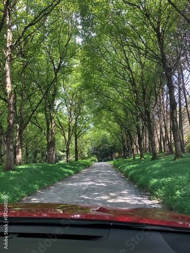 car on the road in the forest