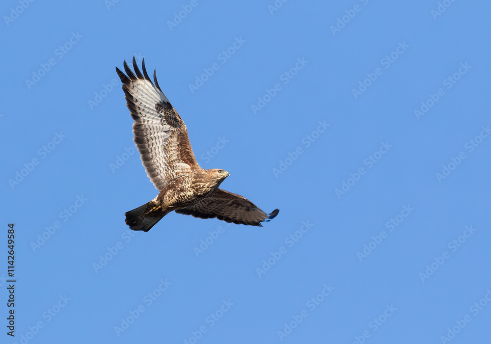 Fototapeta premium Common buzzard, Buteo buteo. A bird flies against a blue sky