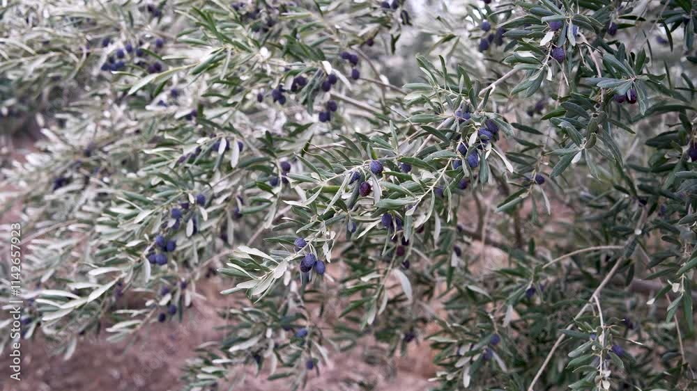 Georgian olive trees branch closeup detailed view, extra virgin olive oil production season. Ripe olives on the branches of the tree in Taribana, Kakheti Georgian olive trees branch closeup detailed view, extra virgin olive oil production season. Ripe olives on the branches of the tree in Taribana, Kakheti