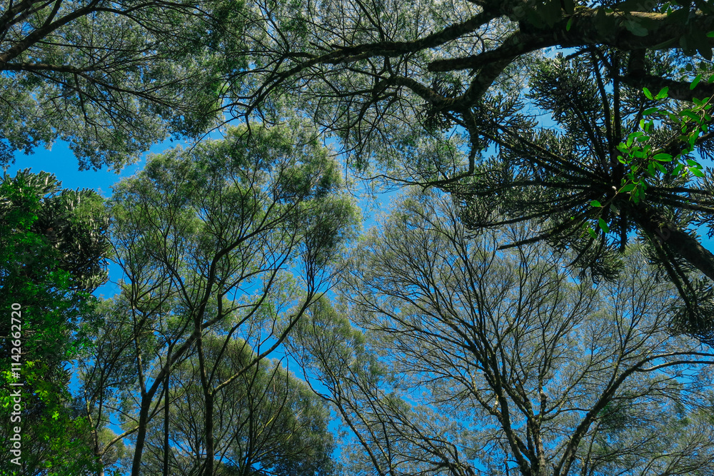 Fototapeta premium trees and sky
