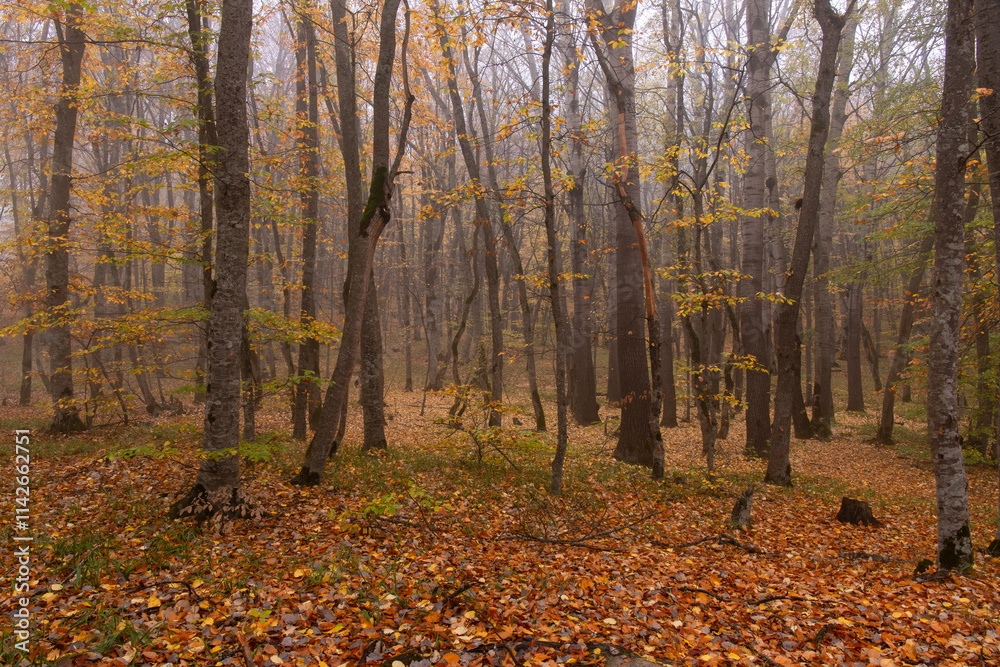 Fototapeta premium Yellow leaves lie on the ground in the autumn forest.