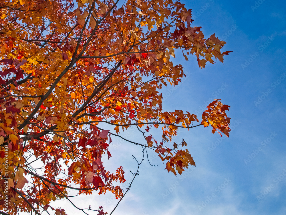 Autumn on the shore of Lake Huron, a beautiful autumn landscape Autumn on the shore of Lake Huron, a beautiful autumn landscape