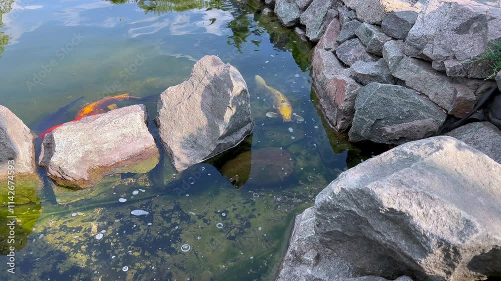 Colorful koi carps swimming in a pond Colorful koi carps swimming in a pond
