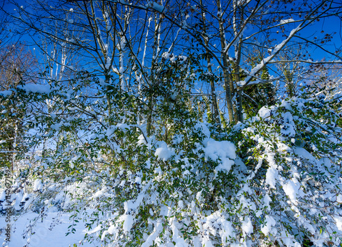 A bushy shrub of wild privet (Ligustrum vulgare) as ornamental hedgerow with evergreen leaves and black berries on arching stems in a snowy landscape photo