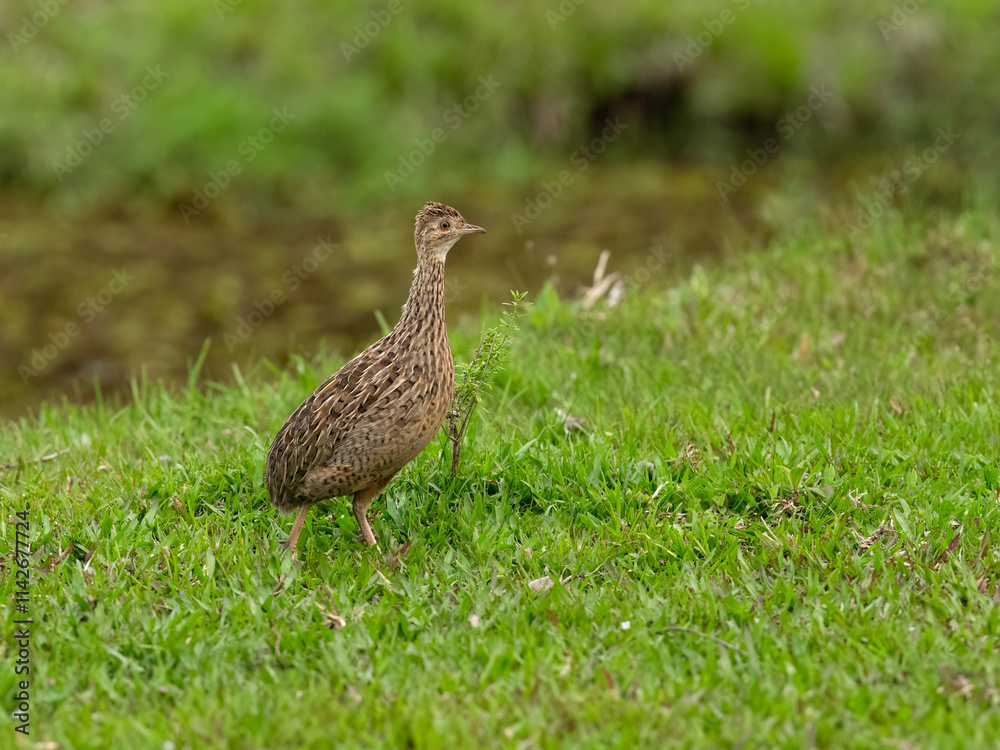 Spotted Nothura with intricate brown and black plumage, standing in a grassy field Spotted Nothura with intricate brown and black plumage, standing in a grassy field
