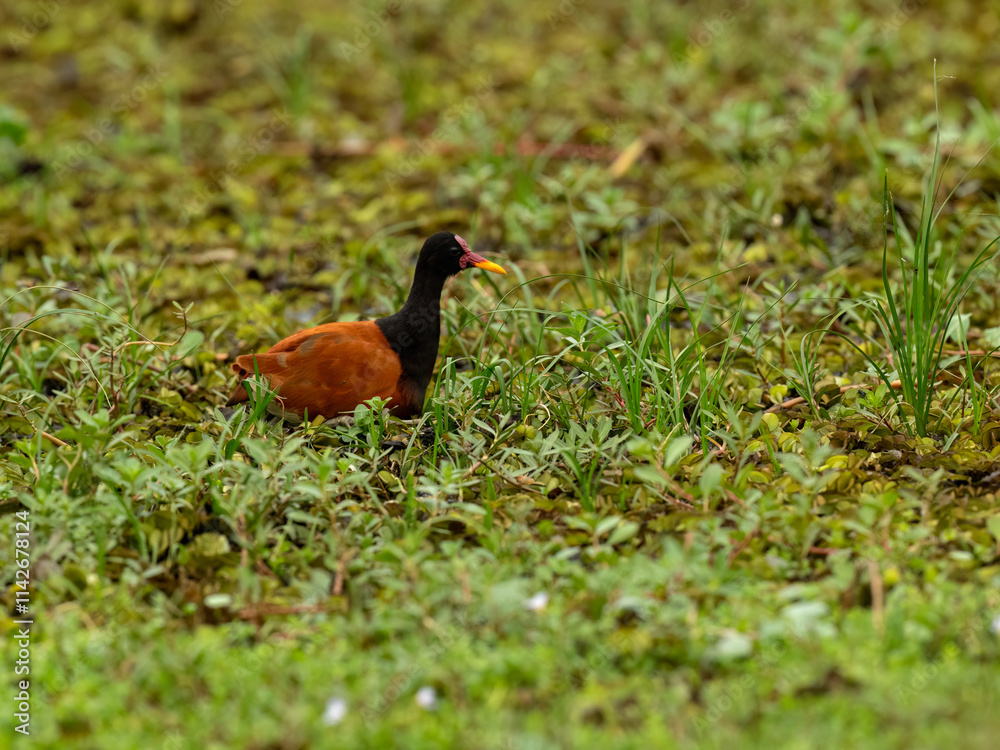 A Wattled Jacana resting among lush green aquatic vegetation A Wattled Jacana resting among lush green aquatic vegetation