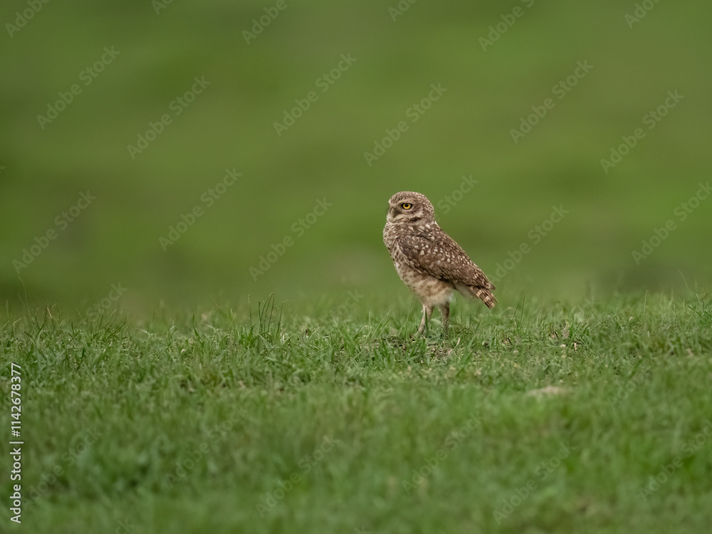Burrowing Owl standing on green grass Burrowing Owl standing on green grass