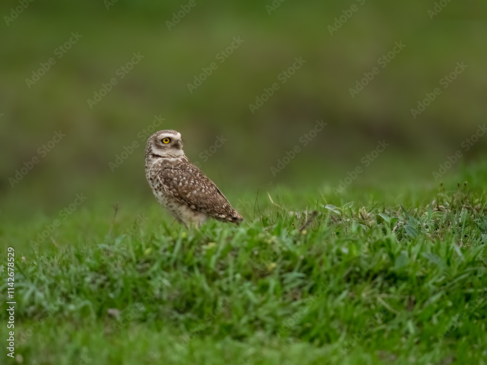 Burrowing Owl standing on green grass Burrowing Owl standing on green grass