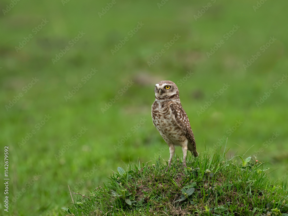 Burrowing Owl standing on green grass Burrowing Owl standing on green grass