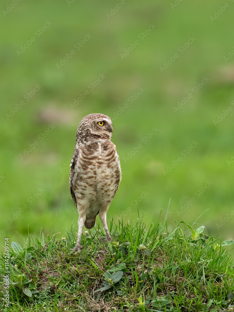 Burrowing Owl standing on green grass Burrowing Owl standing on green grass