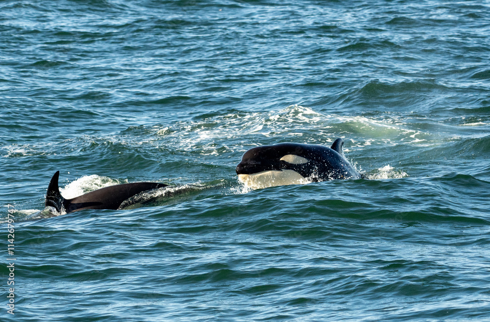 Obraz premium Two orcas swimming through the ocean together