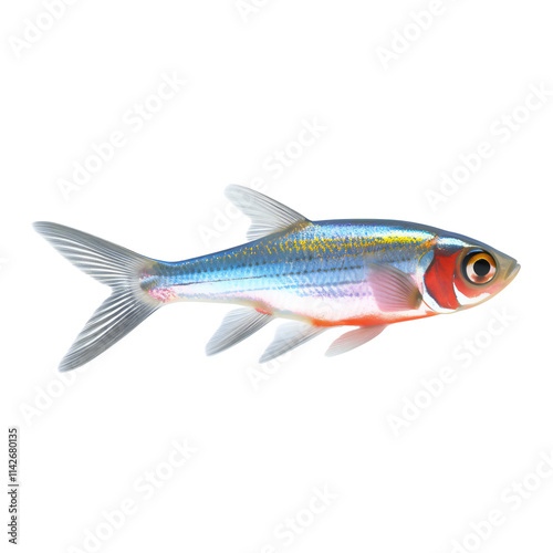 Neon tetra fish