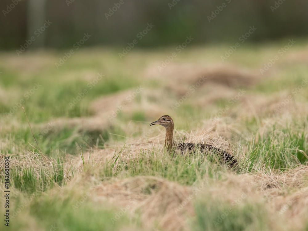 Spotted Nothura with intricate brown and black plumage, standing in a grassy field Spotted Nothura with intricate brown and black plumage, standing in a grassy field