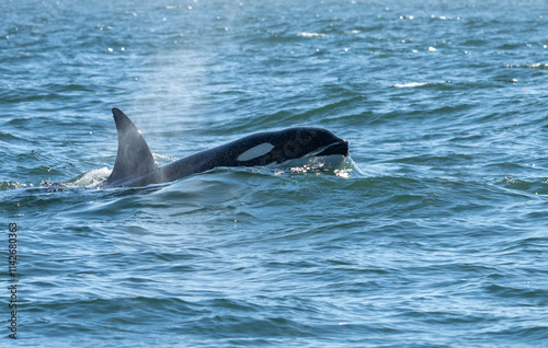 Orca whale as it starts to break the surface