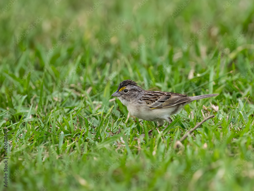 Grassland Sparrow foraging in green grass Grassland Sparrow foraging in green grass