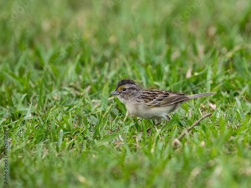 Grassland Sparrow foraging in green grass photo