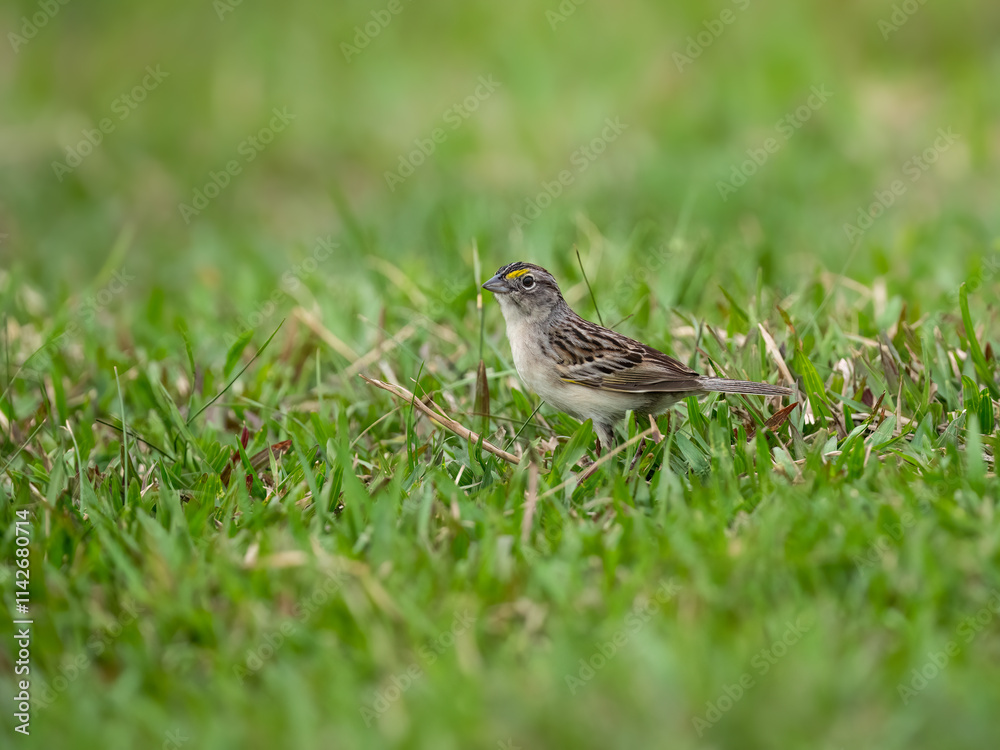 Grassland Sparrow foraging in green grass Grassland Sparrow foraging in green grass