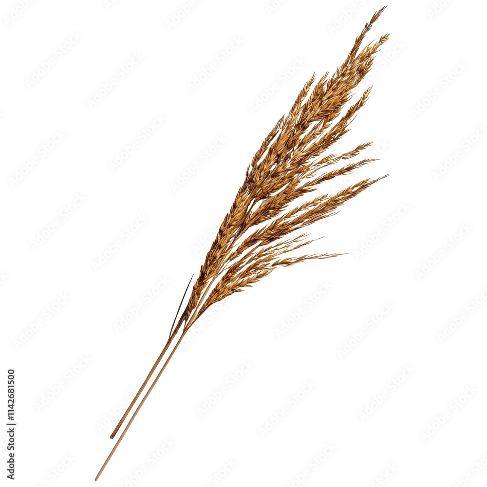 Elegant dried grass flower stem on a white background perfect for nature and decoration themes Elegant dried grass flower stem on a white background perfect for nature and decoration themes