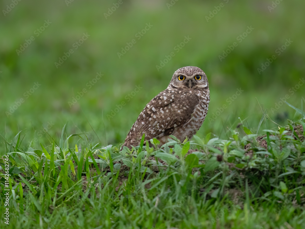 Burrowing Owl standing on green grass Burrowing Owl standing on green grass
