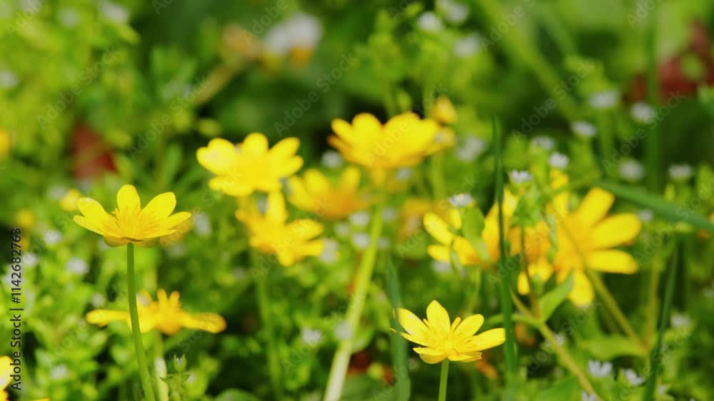 Lesser celandine is a small low-growing perennial herb in the buttercup family. Lesser celandine is a small low-growing perennial herb in the buttercup family.