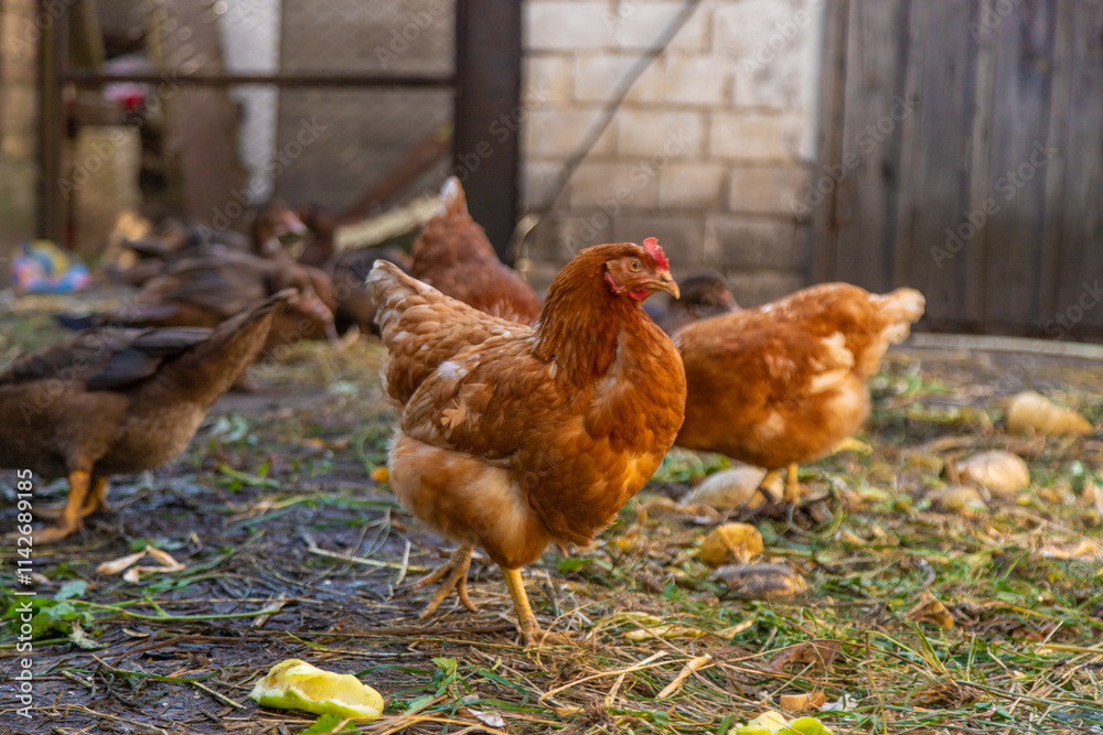 Fototapeta premium Chickens and ducks on a farm. Selective focus.