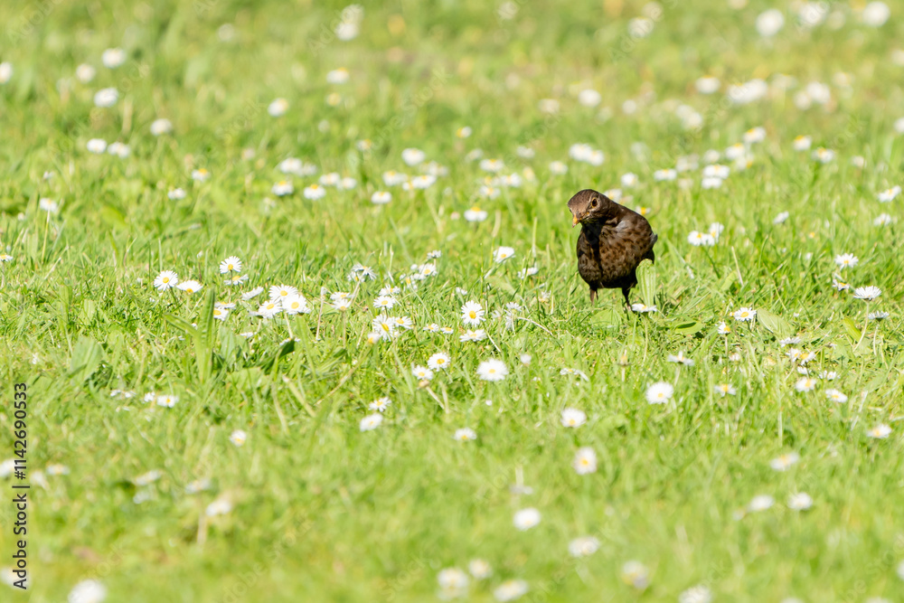 Obraz premium Drossel