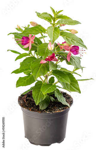 Bright pink fuchsia flower