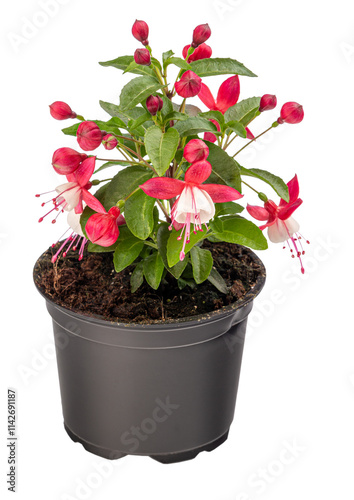 Bright red and white fuchsia flower