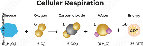 Cellular Respiration Design Vector Illustration