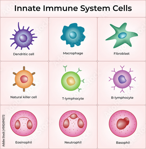 Innate Immune System Cells Design Vector Illustration