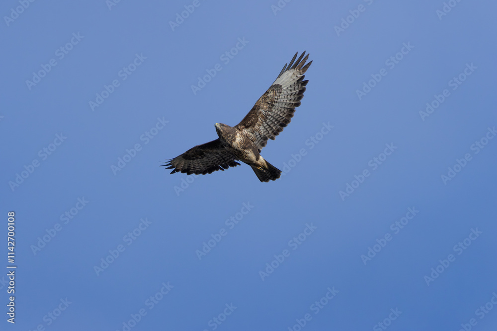 Common Buzzard (Buteo buteo), spotted over Baldoyle Racecourse, Dublin; common in Europe Common Buzzard (Buteo buteo), spotted over Baldoyle Racecourse, Dublin; common in Europe
