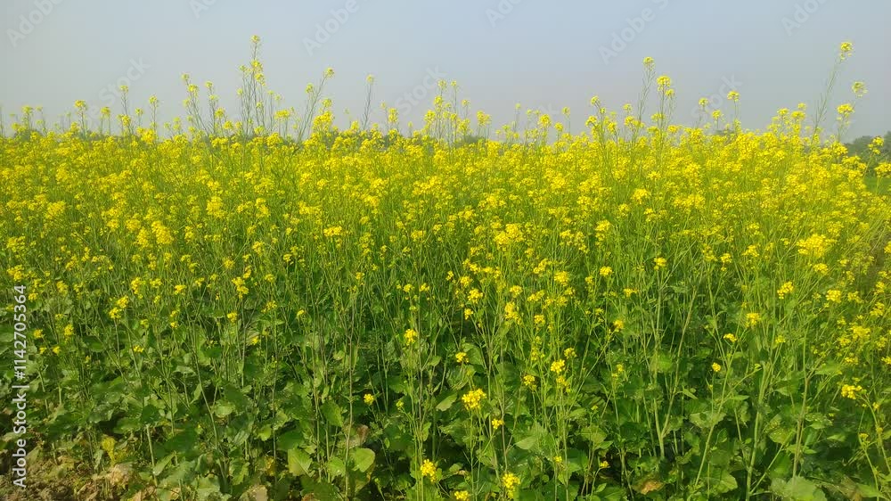 Mustard plants farm ( sarso khet) having yellow growing flower bloom, oilseeds Mustard plants farm ( sarso khet) having yellow growing flower bloom, oilseeds
