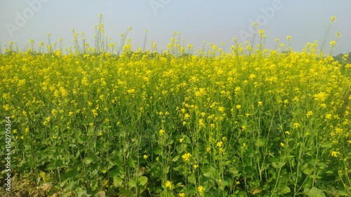 Mustard plants farm ( sarso khet) having yellow growing flower bloom, oilseeds	