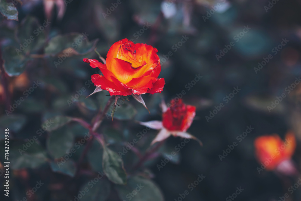 Obraz premium Beautiful orange red roses are blooming. Roses garden park. Amazing red rose. Colorful, beautiful, delicate rose in the garden