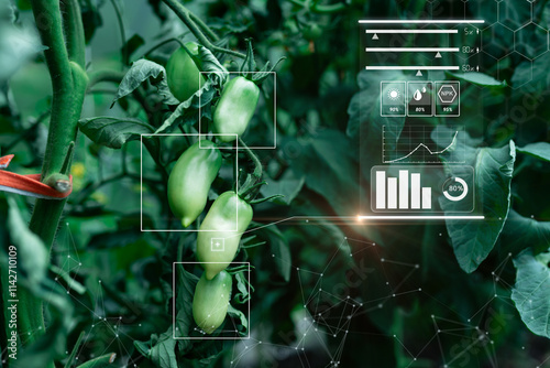 Organic tomatoes grow in smart farm greenhouse with AI monitoring, Farm agriculture AI technology