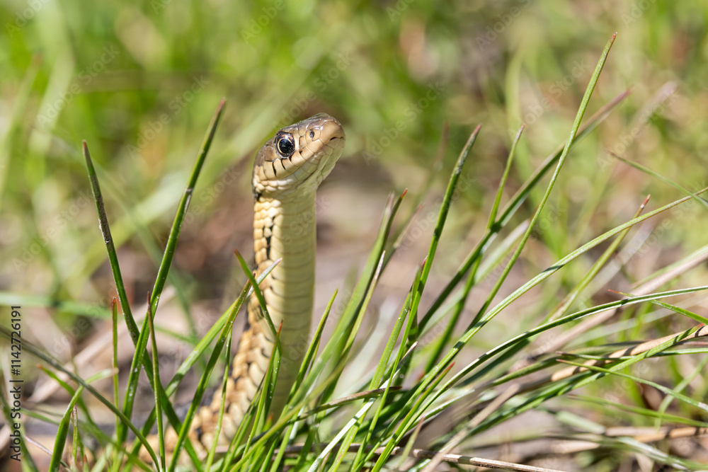 A Snake Rises From The Grass A Snake Rises From The Grass
