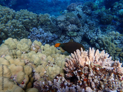 Undersea coral reef view, Red Sea, Egypt, Sharm El Sheikh, Montazah Bay
 photo