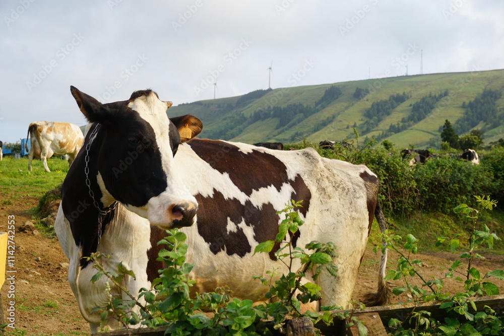 Fototapeta premium Vaca pastando en la Isla de San Miguel en las Azores