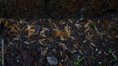 A group of wingless termites scattered on the ground after losing their wings photo