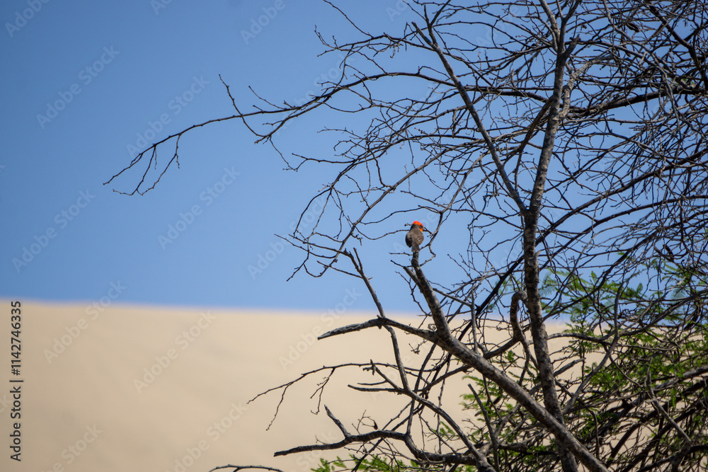 Vermilion flycatcher Pyrocephalus rubinus perched on a branch at Huacachina Oasis in Ica desert Peru Vermilion flycatcher Pyrocephalus rubinus perched on a branch at Huacachina Oasis in Ica desert Peru