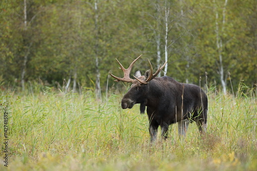 Obraz na płótnie Łoś (Alces alces) moose w salonie