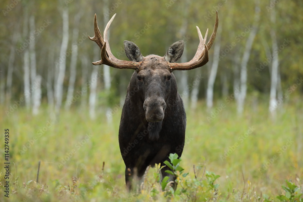 Łoś (Alces alces) moose Łoś (Alces alces) moose