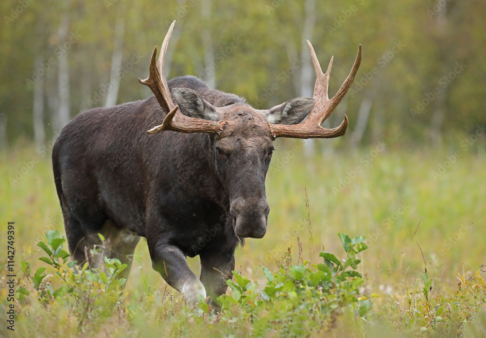 Łoś (Alces alces) moose